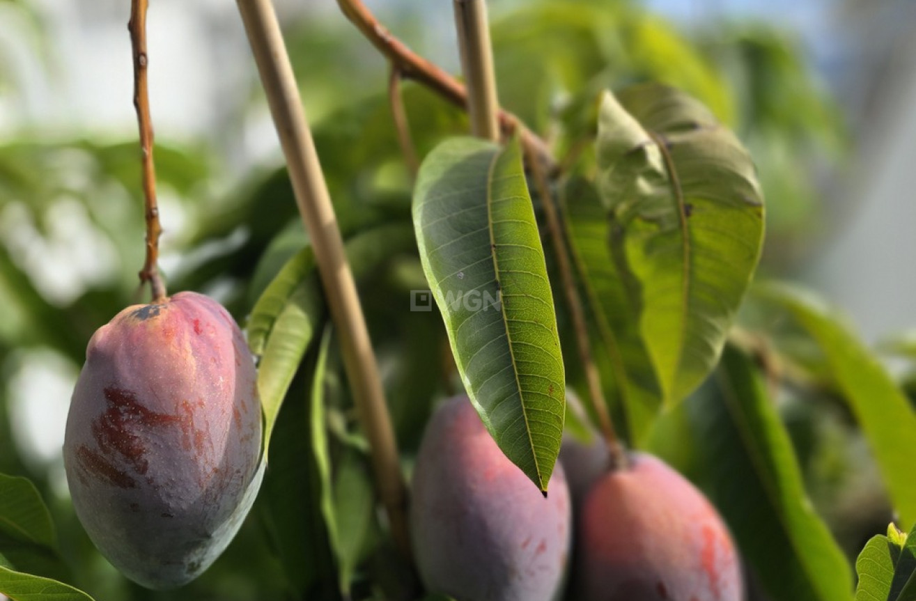 Odsprzedaż - Villa - Los Romanes - Inland