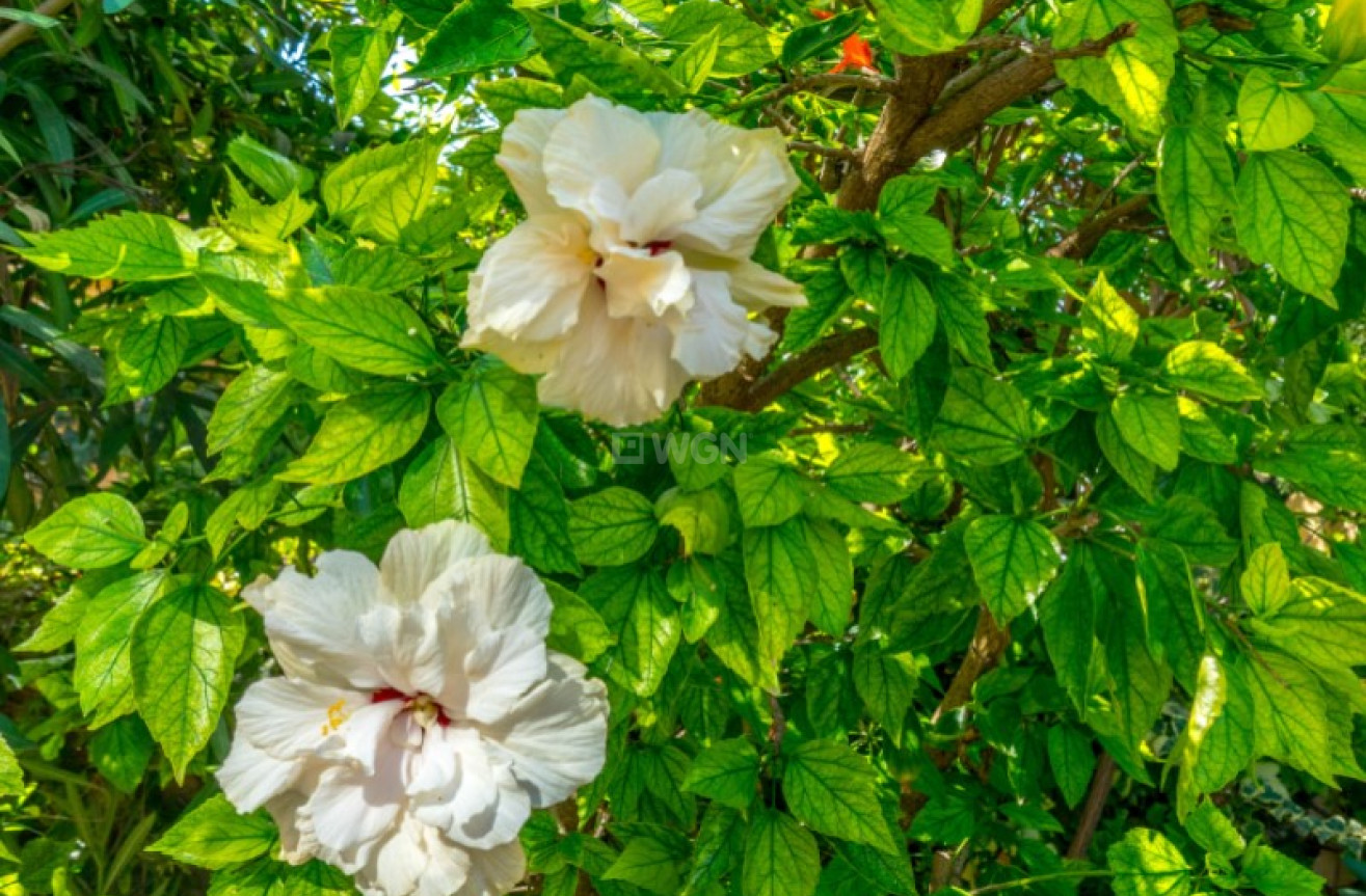 Reventa - Bungalow - Torrevieja - Costa Blanca