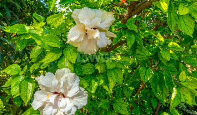 Reventa - Bungalow - Torrevieja - Costa Blanca