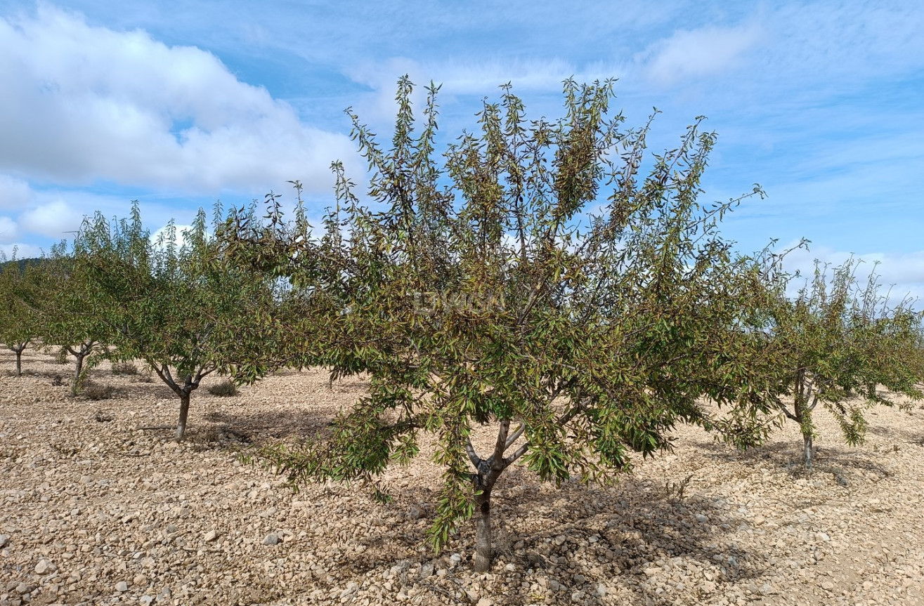 Reventa - Parcela / Terreno - Yecla - Inland