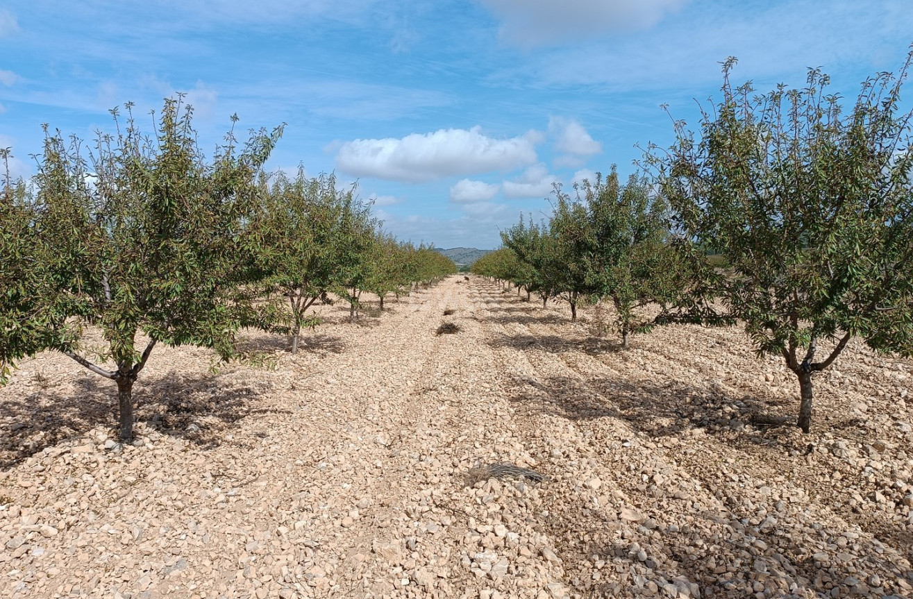 Reventa - Parcela / Terreno - Yecla - Inland
