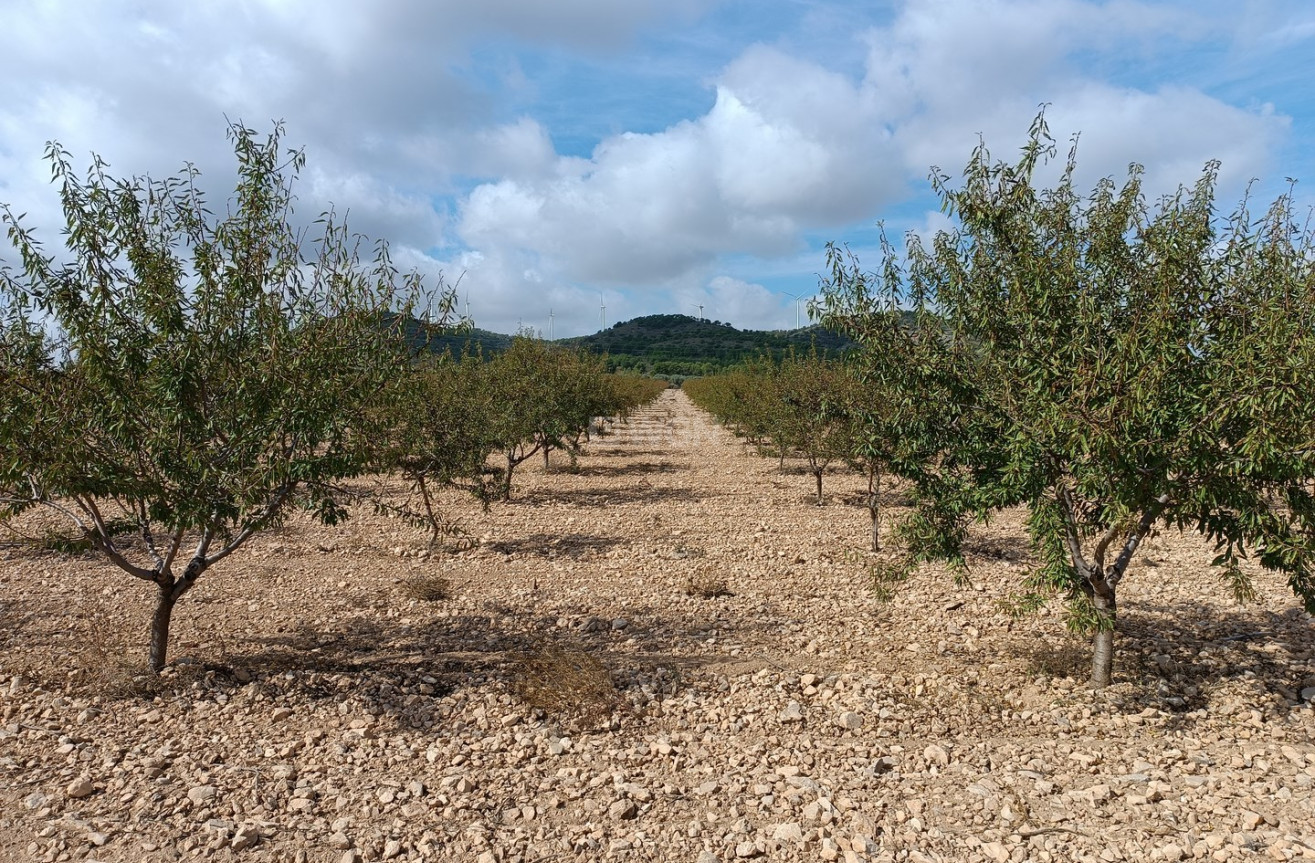 Reventa - Parcela / Terreno - Yecla - Inland