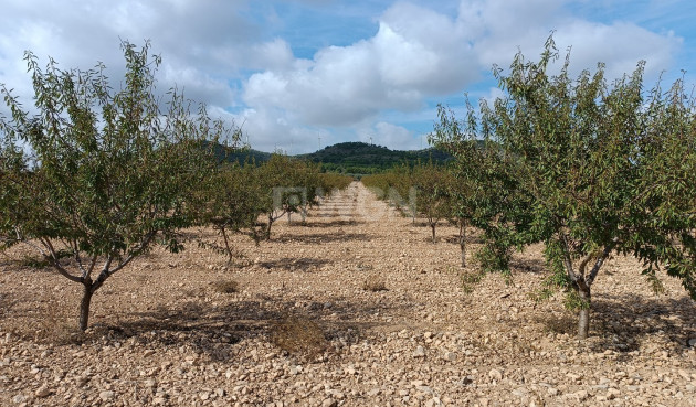 Reventa - Parcela / Terreno - Yecla - Inland