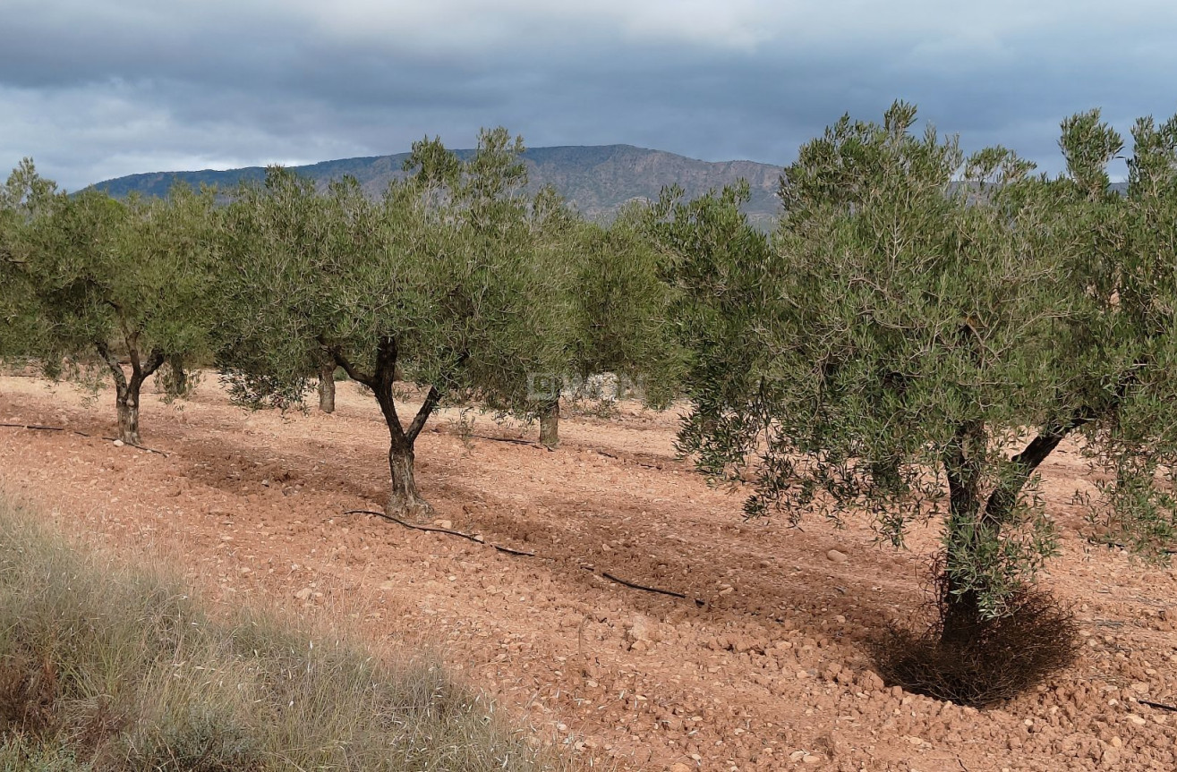 Reventa - Parcela / Terreno - Monóvar/Monóver - Inland