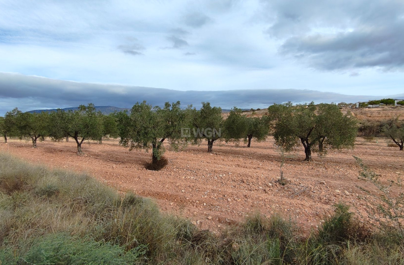 Reventa - Parcela / Terreno - Monóvar/Monóver - Inland