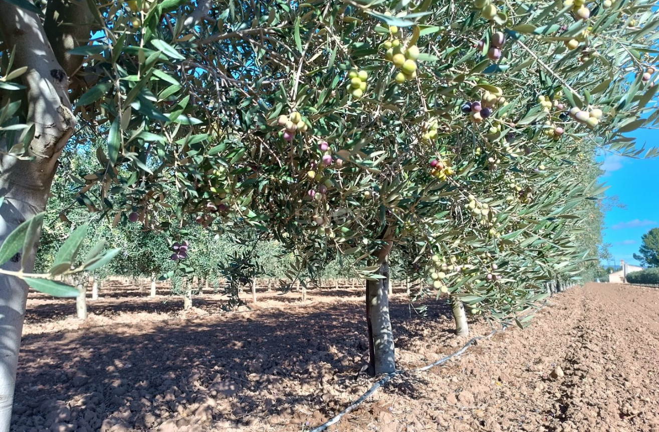 Odsprzedaż - Villa - Yecla - Inland