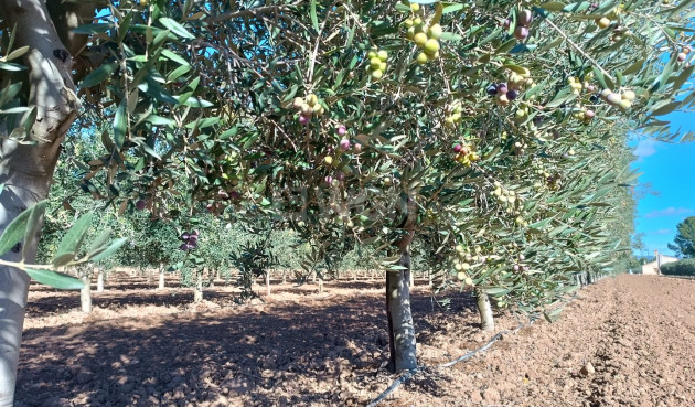 Odsprzedaż - Villa - Yecla - Inland