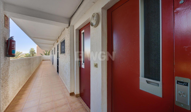 Odsprzedaż - Mieszkanie w bloku - Guardamar del Segura - Pinomar