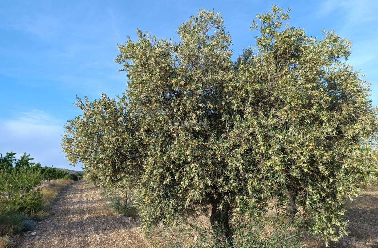 Reventa - Villa - Yecla - Inland