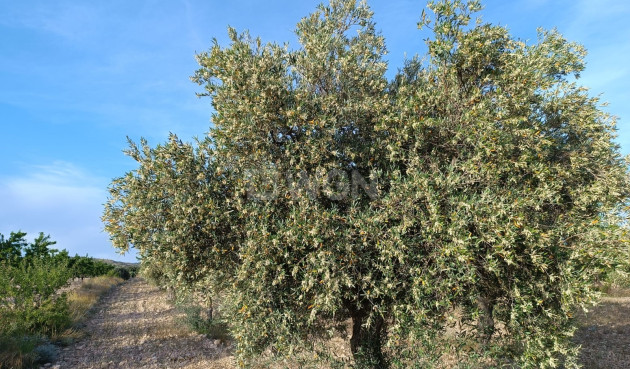 Reventa - Villa - Yecla - Inland