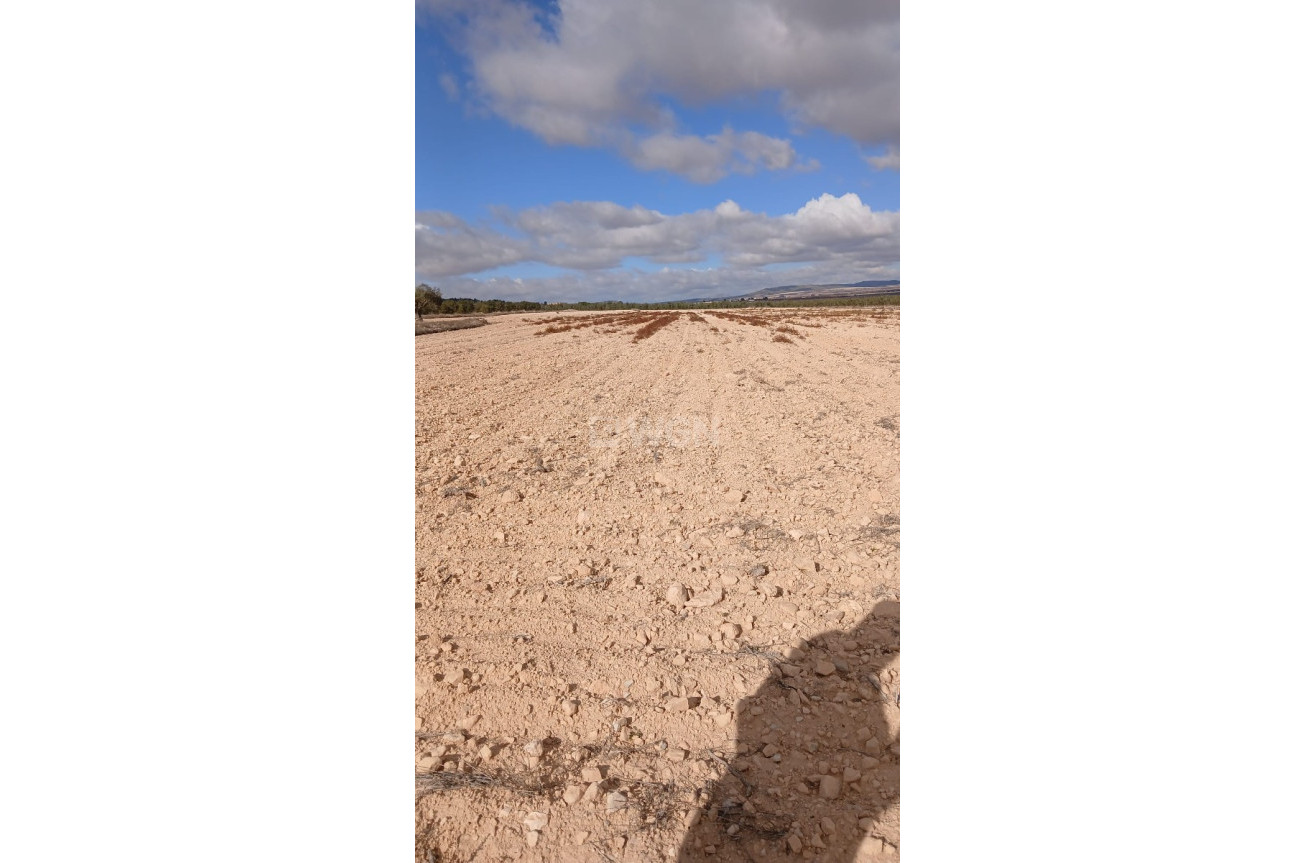 Resale - Plot / Land - Yecla - Inland