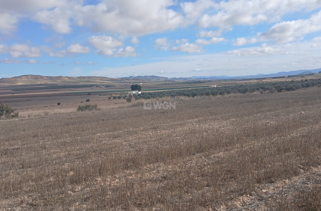 Resale - Plot / Land - Yecla - Inland