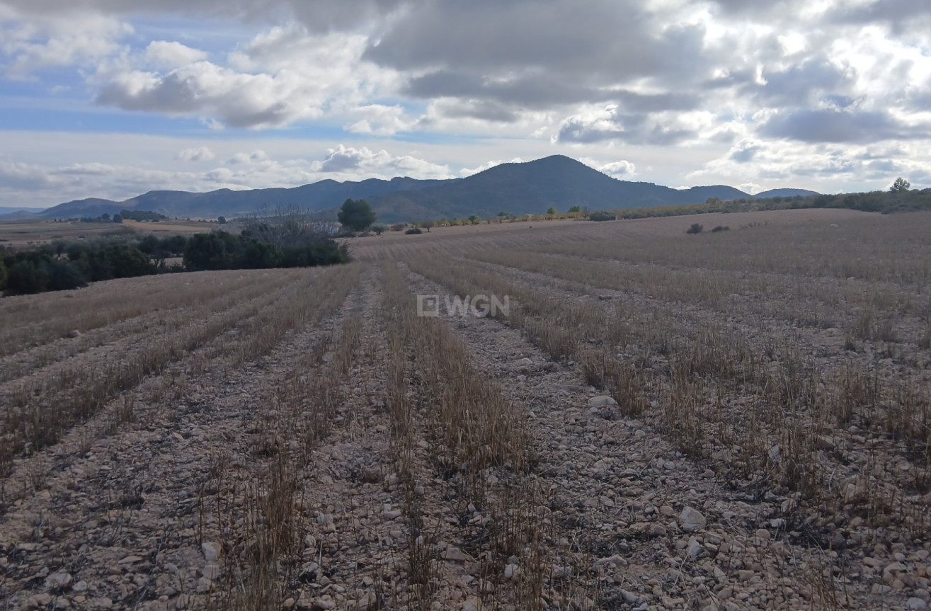 Resale - Plot / Land - Yecla - Inland