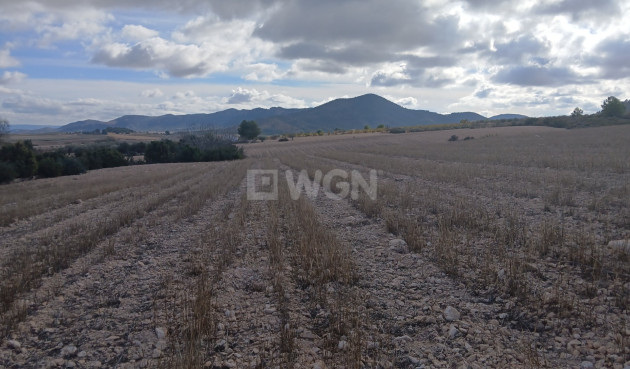 Resale - Plot / Land - Yecla - Inland