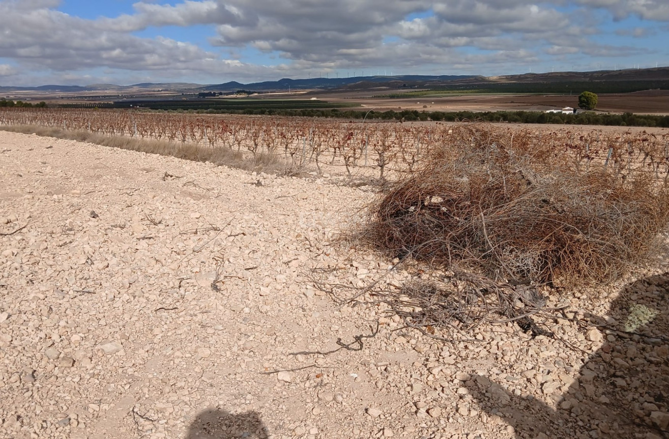 Resale - Plot / Land - Yecla - Inland