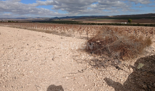 Resale - Plot / Land - Yecla - Inland