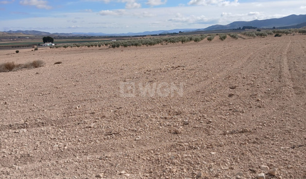 Resale - Plot / Land - Yecla - Inland