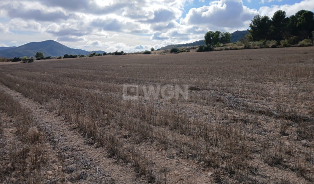 Resale - Plot / Land - Yecla - Inland