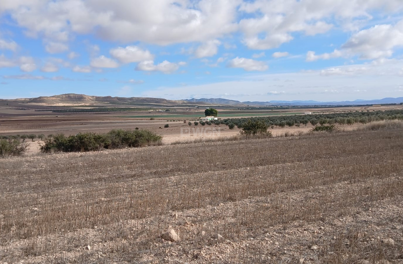 Resale - Plot / Land - Yecla - Inland