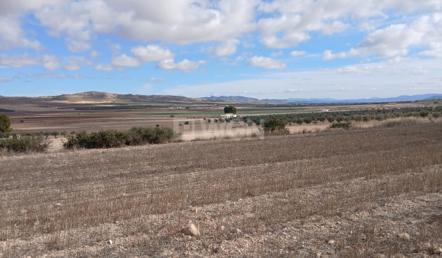 Resale - Plot / Land - Yecla - Inland