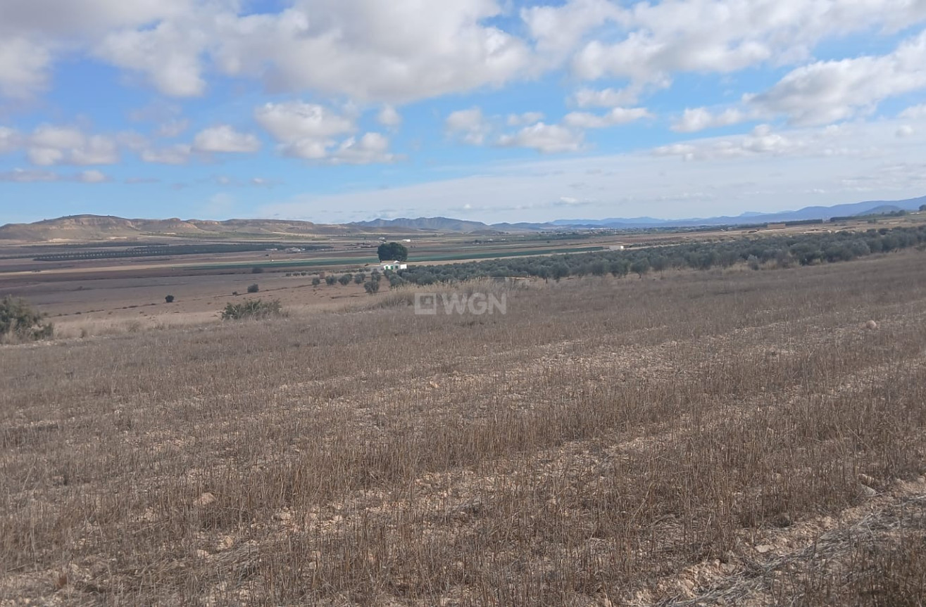 Resale - Plot / Land - Yecla - Inland
