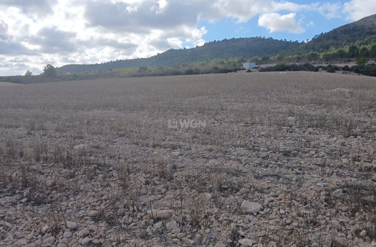 Resale - Plot / Land - Yecla - Inland