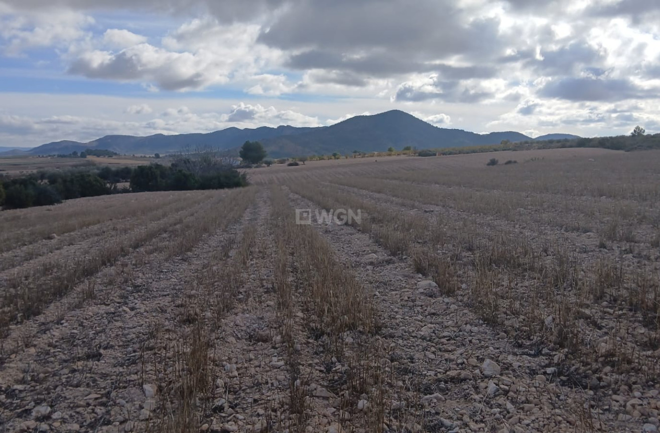 Resale - Plot / Land - Yecla - Inland
