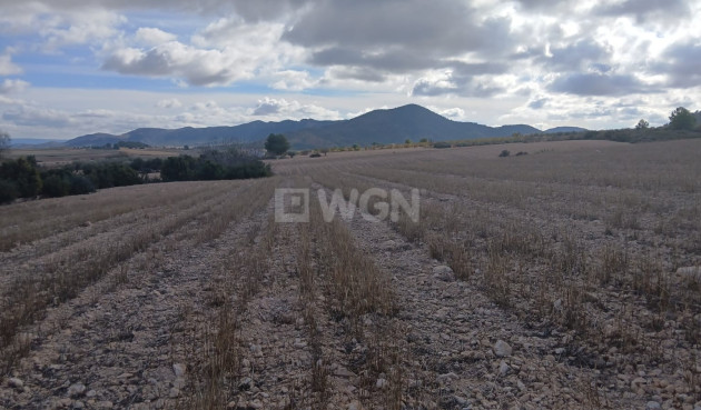 Resale - Plot / Land - Yecla - Inland