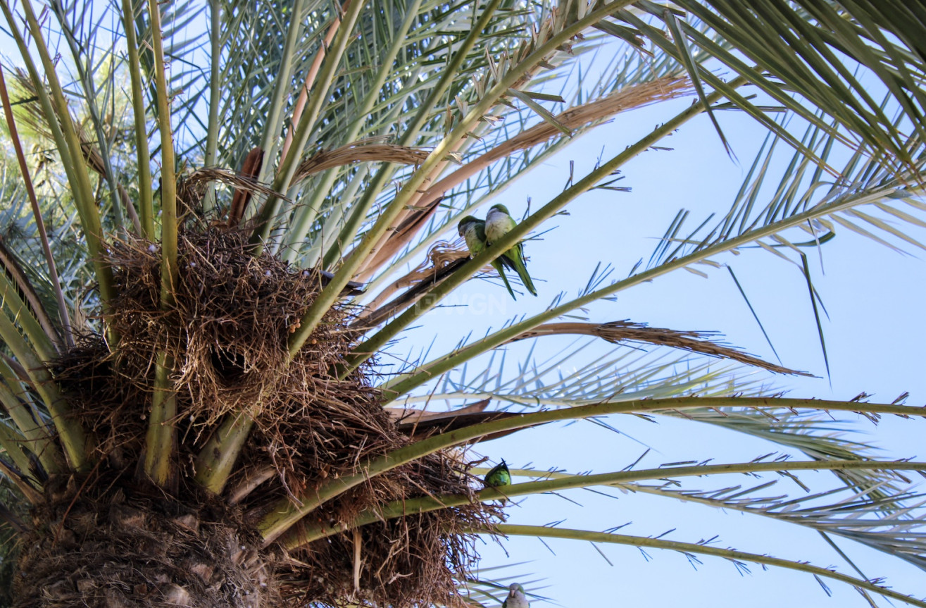 Resale - Villa - Torre del Mar - Costa del Sol