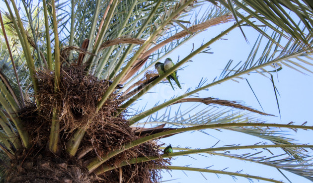 Resale - Villa - Torre del Mar - Costa del Sol