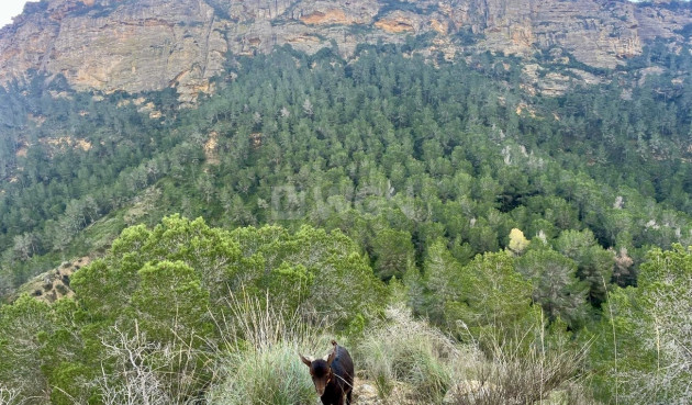 Resale - Villa - Gea Y Truyols - Sierra de Columbares Natural Park