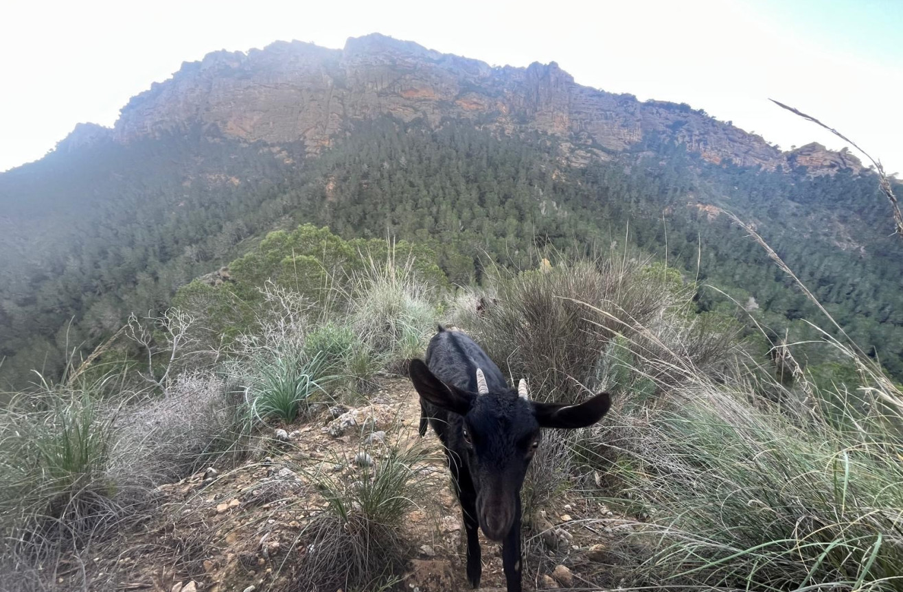 Resale - Villa - Murcia - Inland