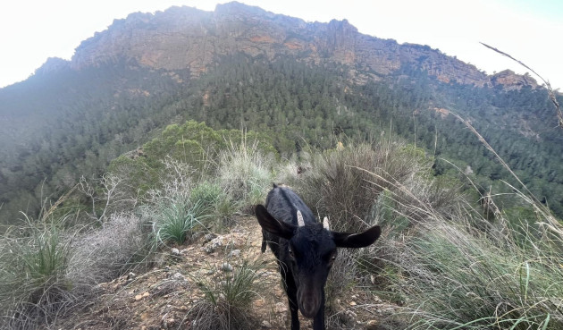 Resale - Villa - Murcia - Inland