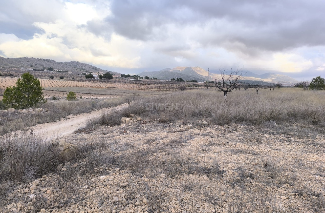 Reventa - Parcela / Terreno - La Solana