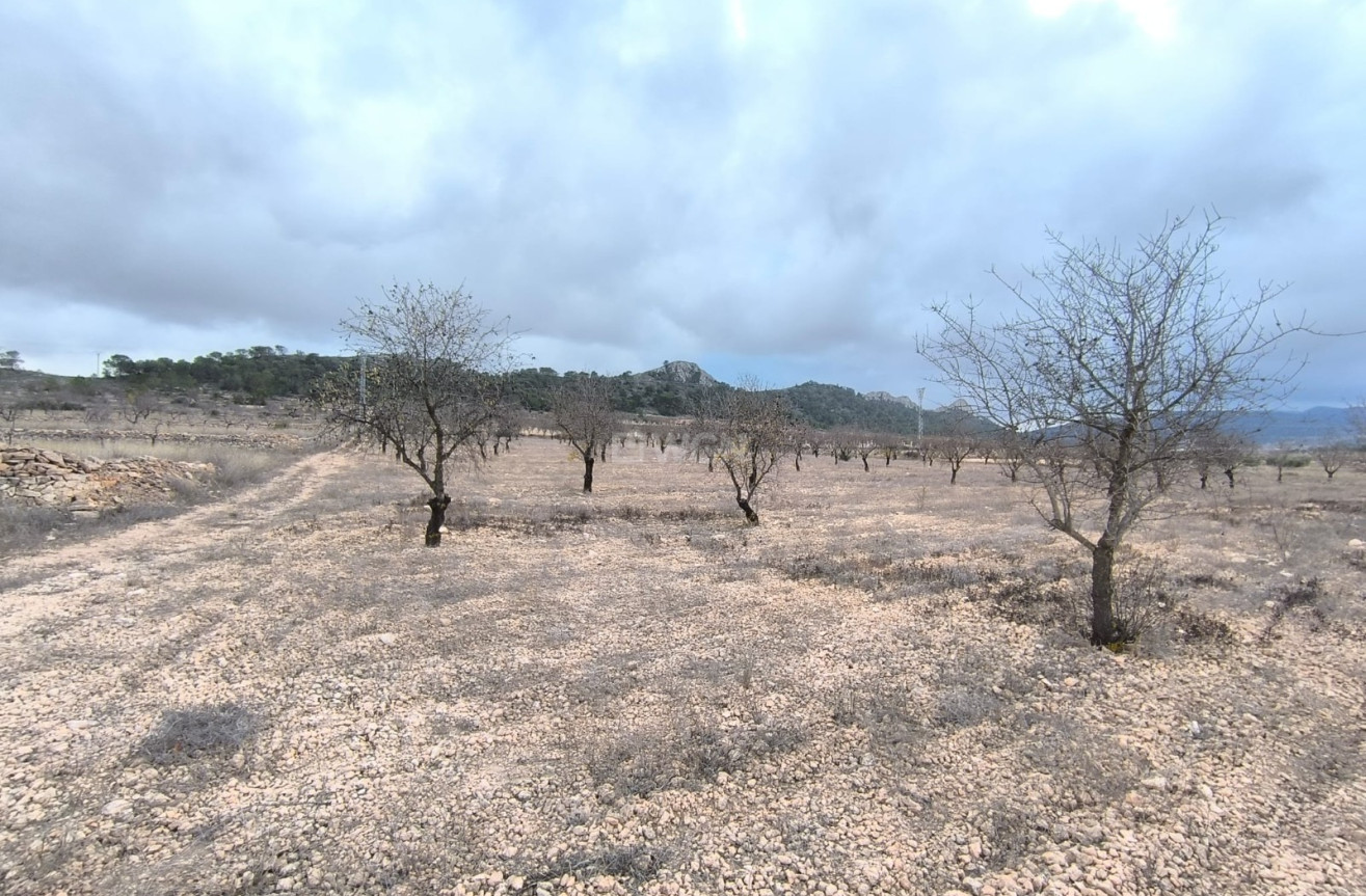 Reventa - Parcela / Terreno - La Solana