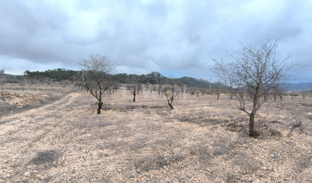 Reventa - Parcela / Terreno - La Solana