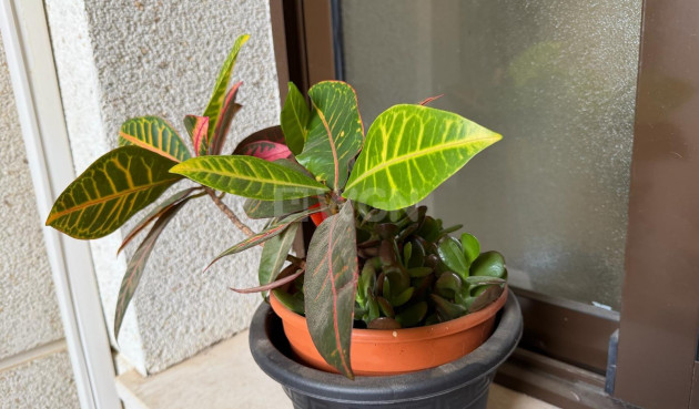 Resale - Apartment / flat - Orihuela Costa - Las Ramblas