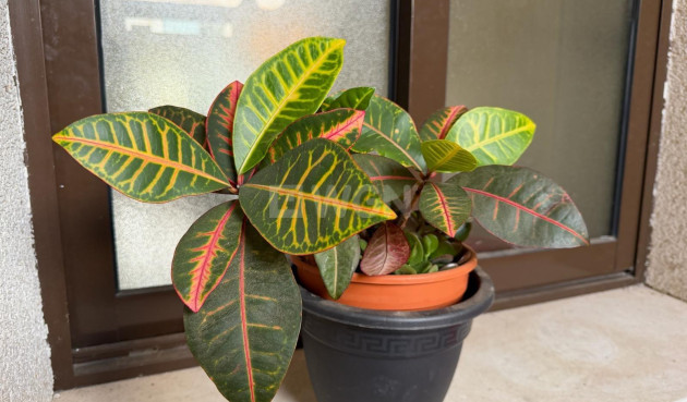 Resale - Apartment / flat - Orihuela Costa - Las Ramblas