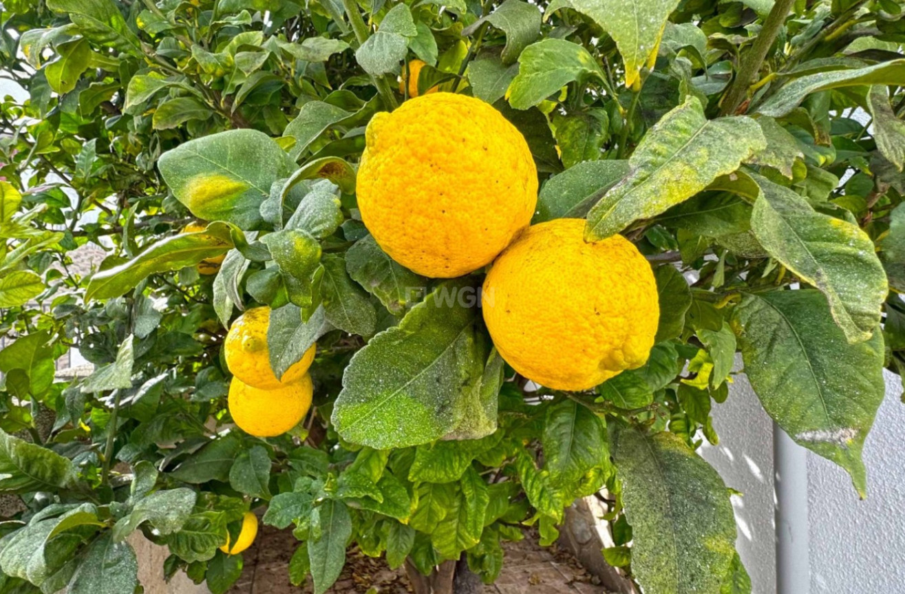 Reventa - Adosado - San Miguel de Salinas - Inland