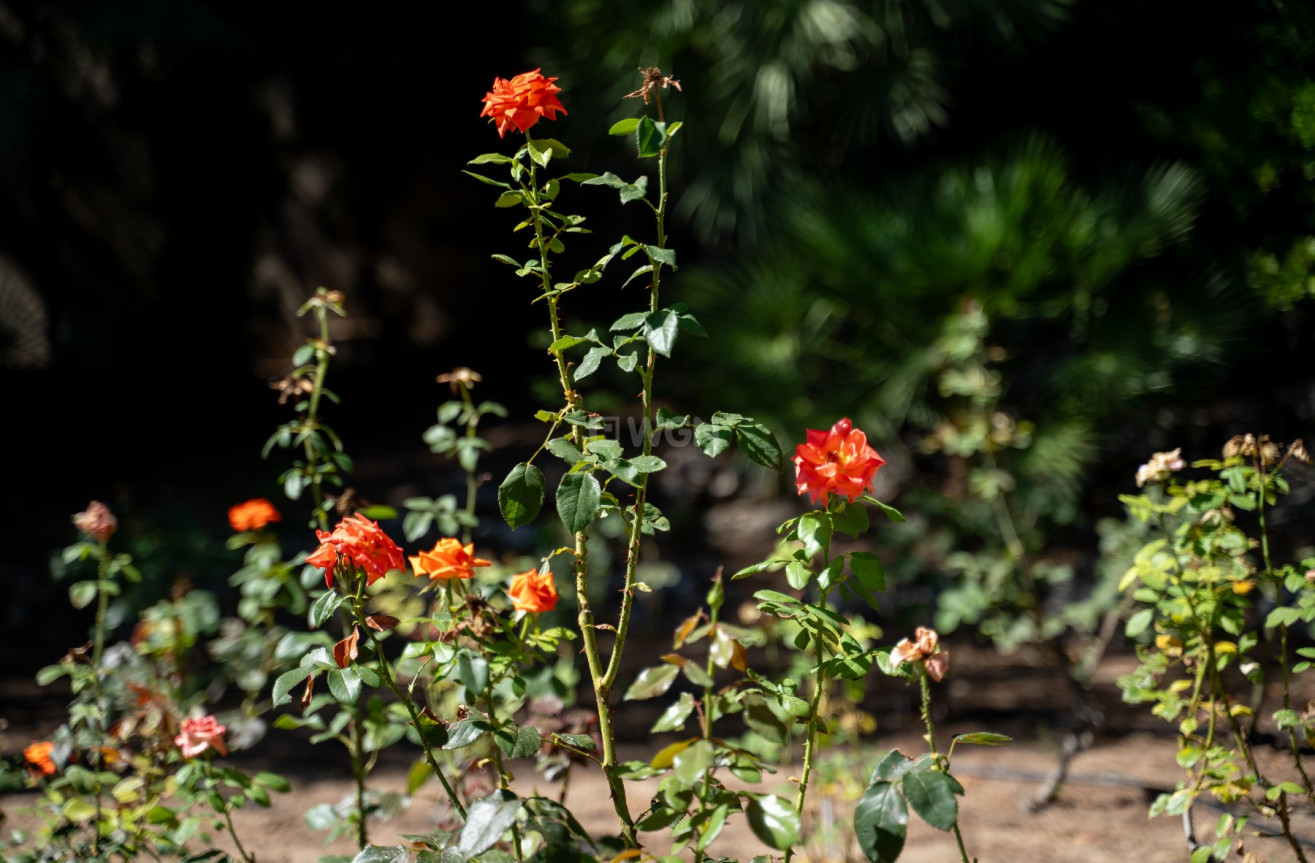 Odsprzedaż - Villa - Alcoy - Inland