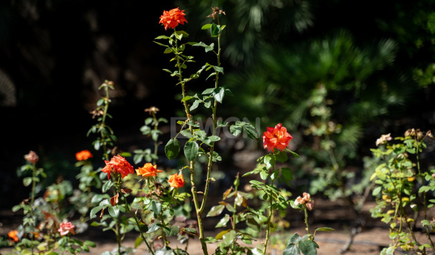 Odsprzedaż - Villa - Alcoy - Inland