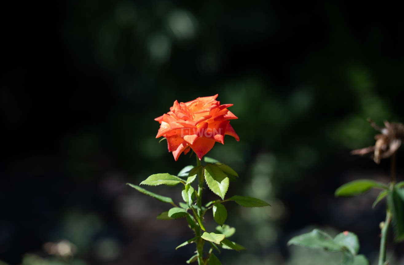 Odsprzedaż - Villa - Alcoy - Inland