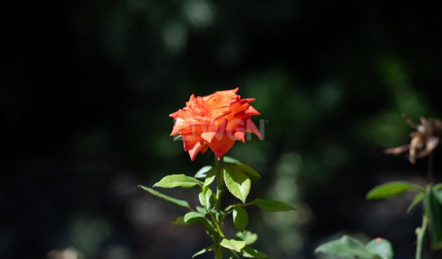 Odsprzedaż - Villa - Alcoy - Inland