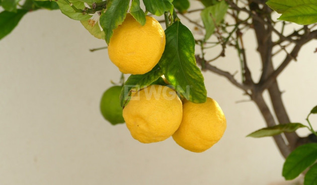 Resale - Villa - Benijofar - Costa Blanca