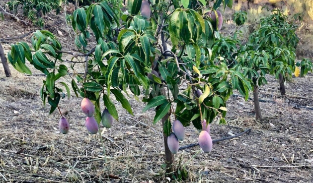 Reventa - Villa - Vélez-Málaga - Costa del Sol