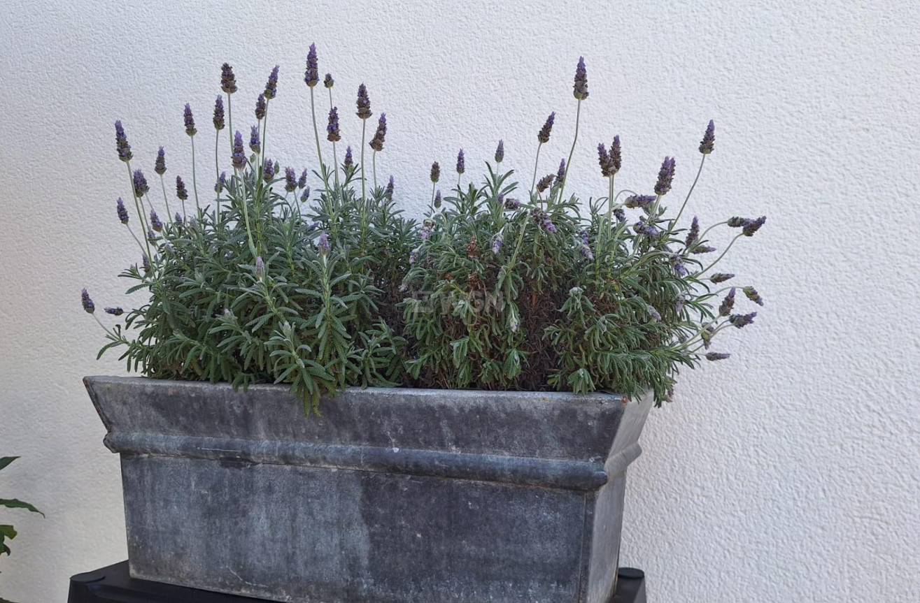 Reventa - Villa - Torrevieja - Los Balcones - Los Altos del Edén