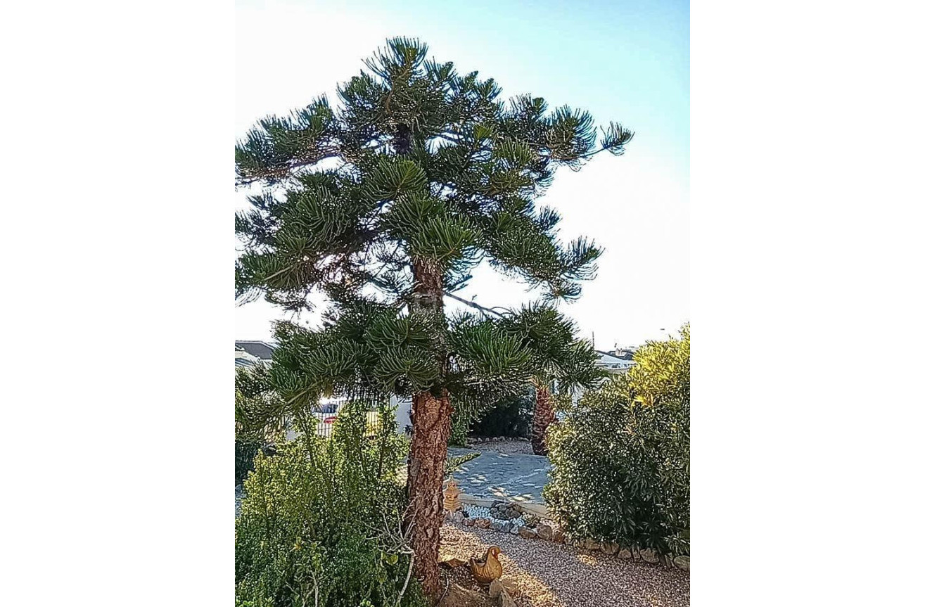 Odsprzedaż - Villa - Torrevieja - La Siesta