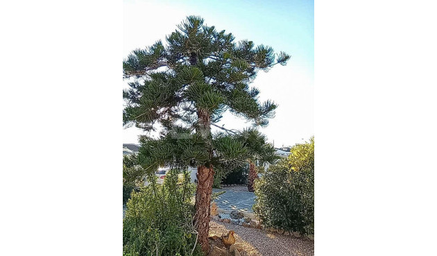 Odsprzedaż - Villa - Torrevieja - La Siesta