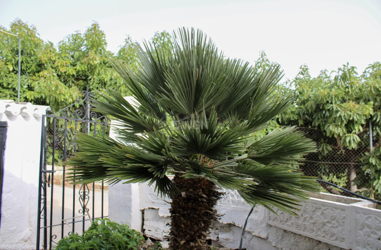 Resale - Villa - Nerja - Costa del Sol