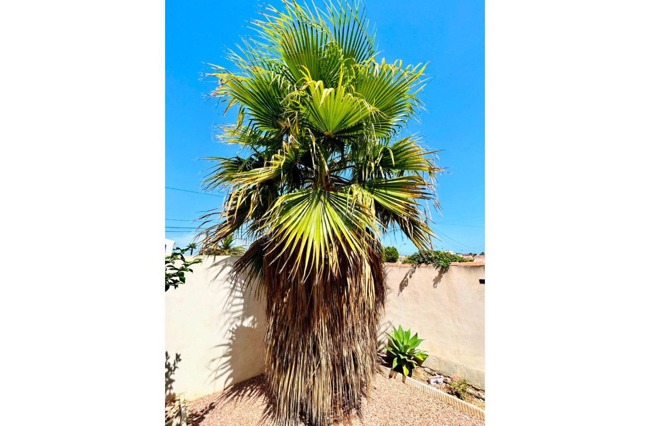 Odsprzedaż - Villa - Torrevieja - Costa Blanca